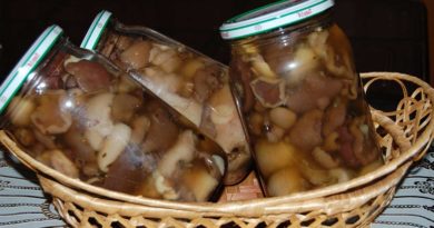 Заготовка грибов на зиму — рецепты приготовления маринованных, сушеных, и квашеных грибов